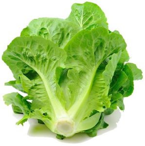 Romaine - Lettuce 2
